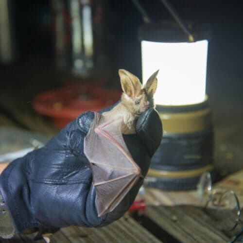 Members-Only Bat Netting