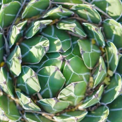 Infinity Day: Explore the Infinite Universe at Flashlight Nights – Math in Bloom