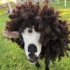 Crazy Hair Day – Goat & Alpaca Yoga