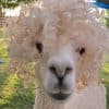 Crazy Hair Day – Goat & Alpaca Yoga