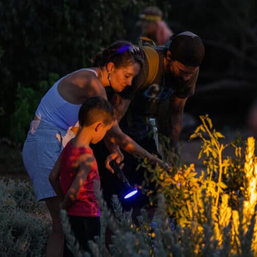 Critter Crawl Night Tour