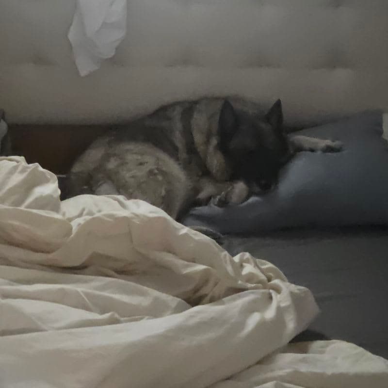 Dogs Napping on Pillows