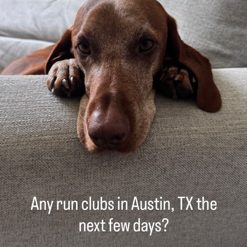 Dogs that run